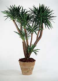 Yucca Cane Palm